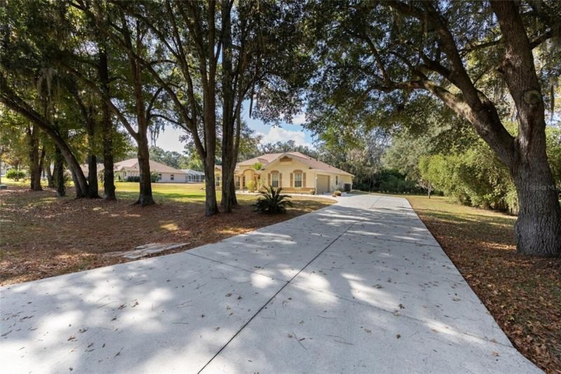 Driveway under live oaks
