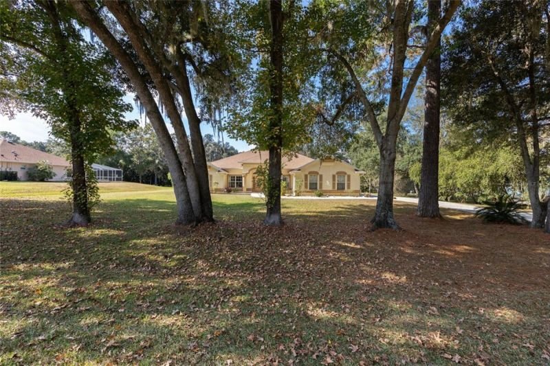 Front yard oak canopy